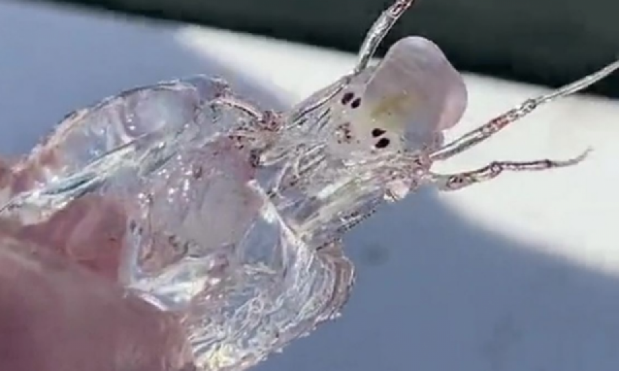 VIDEO/ Peshkatari gjen një krijesë ‘aliene’ që është pothuajse e padukshme dhe mund të kamuflohet në ujë