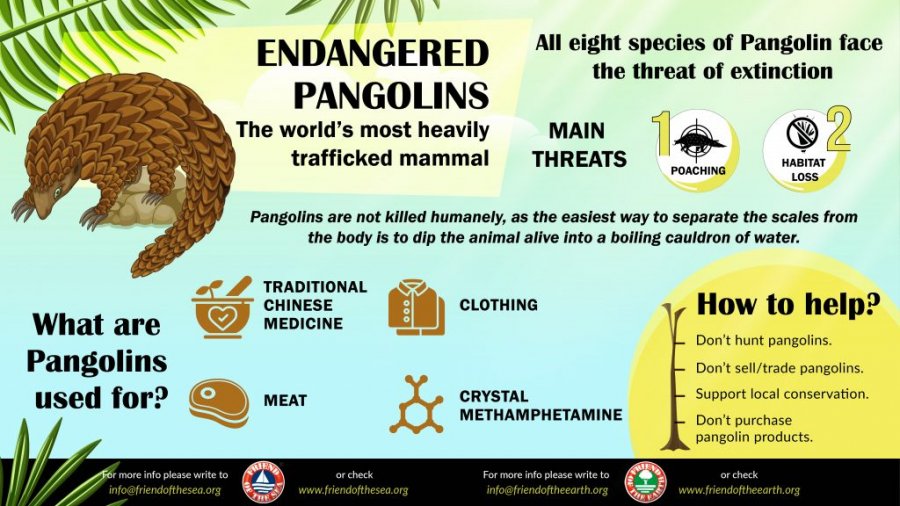 'Të mbrojmë pangolinët'/ 'Friend of the Earth' në nismën për t'i dhënë fund trafikimit të kafshëve të egra