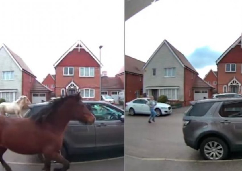 VIDEO virale/ Ikin nga ferma, kuajt 'pushtojnë' rrugët e qytetit britanik, pamjet bëhen virale