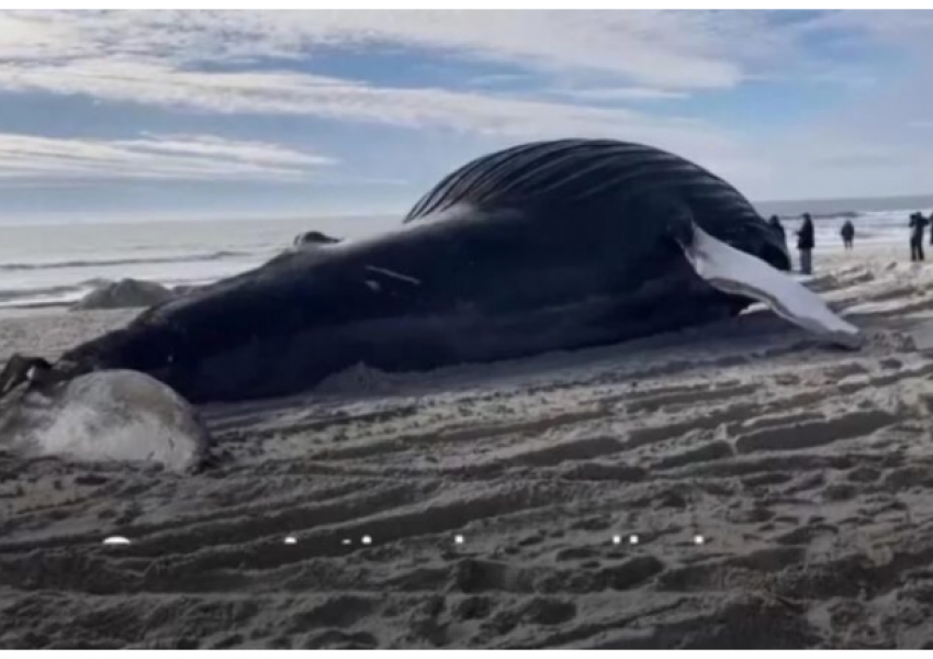 Deti nxori një balenë të ngordhur në brigjet e Nju Jorkut