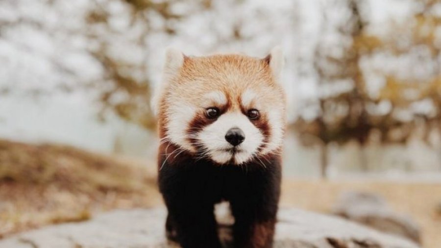 Panda e kuqe arratiset nga strofulla e vet në Kopshtin Zoologjik të San Diegos