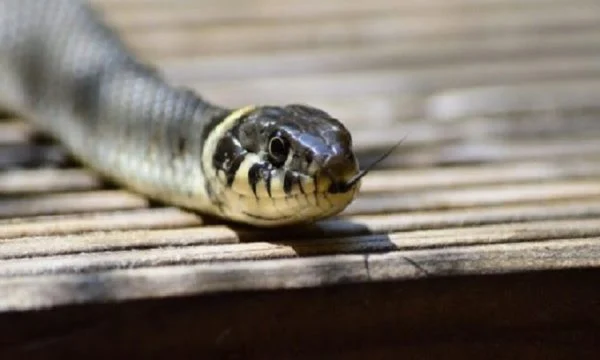 Sipas parazitologut, s'duhet thithur gjaku në vendin ku kafshon gjarpri