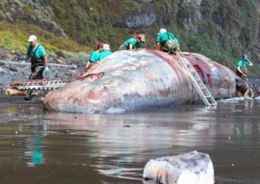 FOTO/ Guri i çmuar me vlerë 500-mijë euro në barkun e balenës