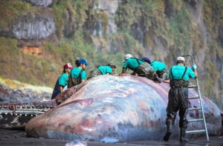 Gjendet thesari me vlerë 500 mijë euro në zorrët e një balene të ngordhur