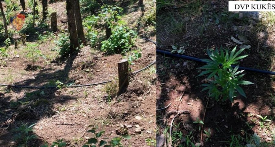 Asgjesohen rreth 900 bimë kanabis në Kukës, nën hetim kryetarët e dy fshatrave dhe përgjegjësit pyjor