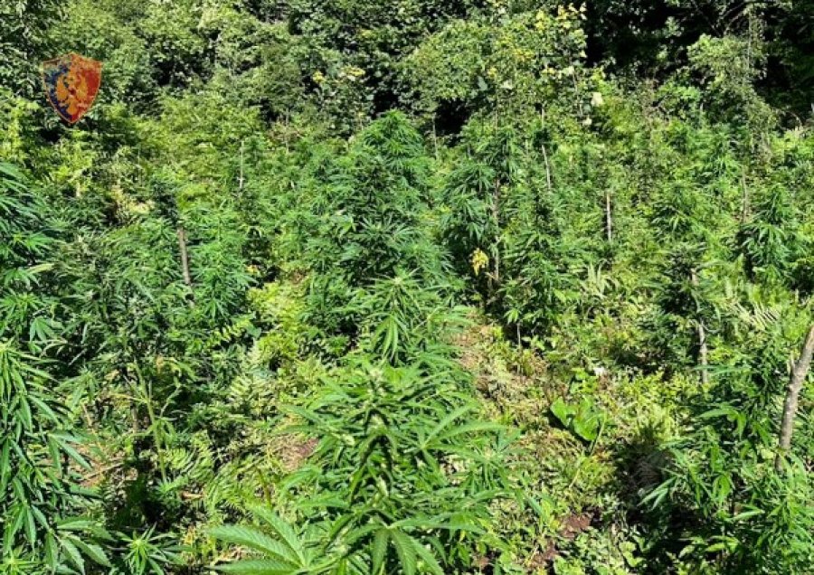 Asgjësohen 883 bimë narkotike kanabis në Krujë