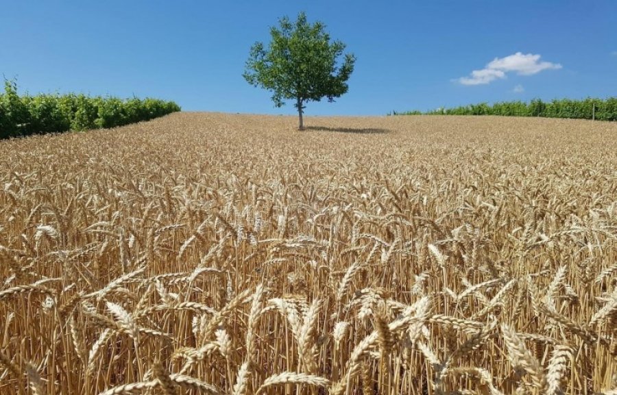 Kosova fillon pagesat e subvencioneve në bujqësi