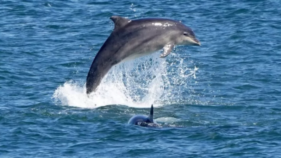 Sulm nga delfinët, plagosen disa notarë në një plazh të Japonisë