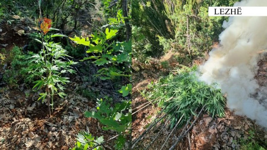 'Imazhi'/ Zbulohen parcela me drogë në fshatra të Lezhës, asgjësohen 1061 rrënjë kanabisi
