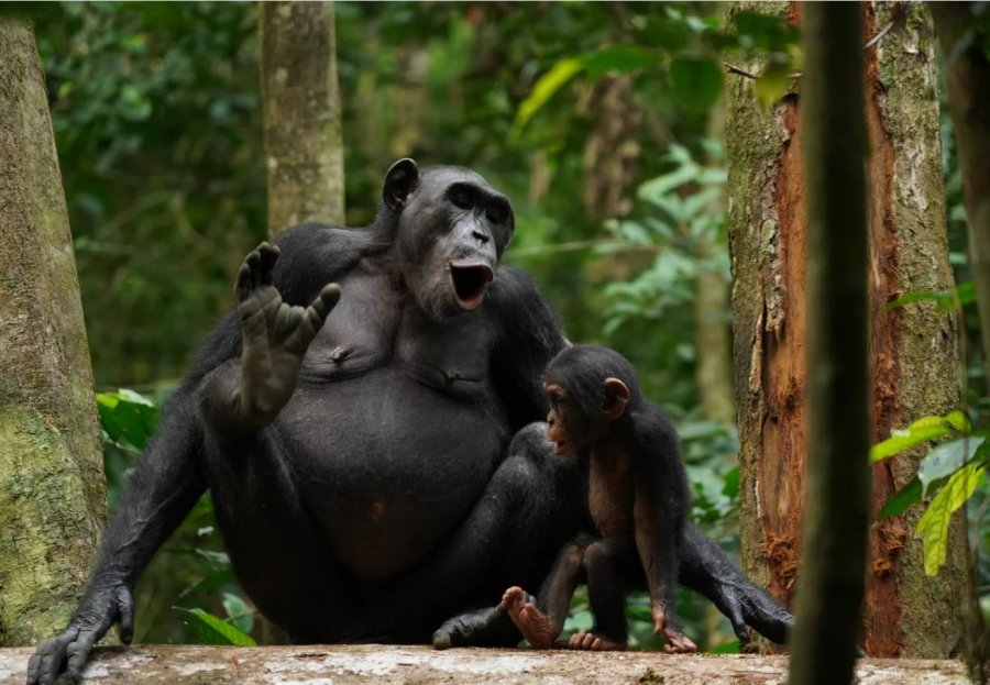 A e dini se për çfarë flasin shimpanzetë?