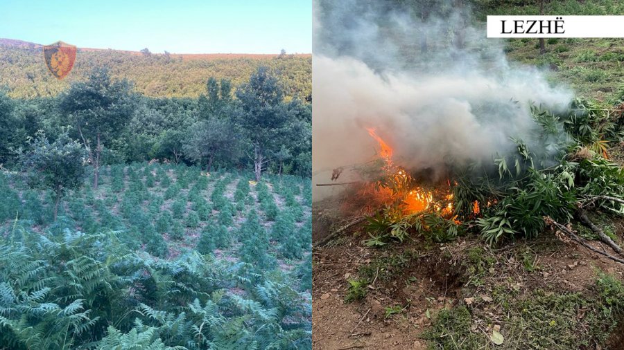 Asgjesohen rreth 3000 bimë kanabisi në Lezhë dhe Mirditë, asnjë person i ndaluar