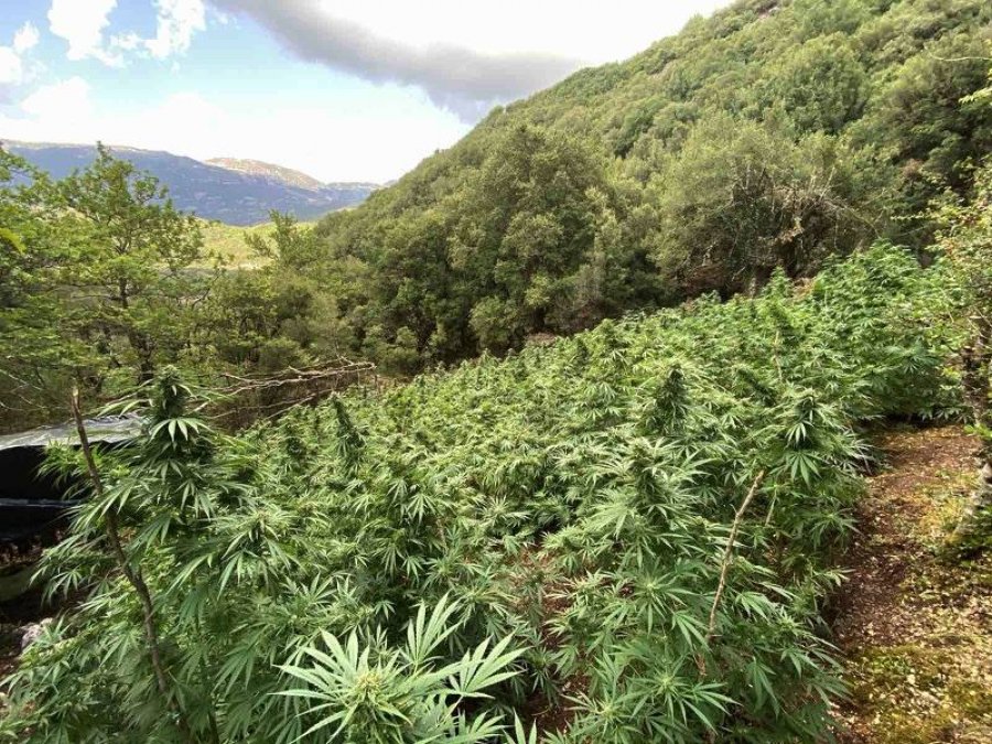 Zbulohet një plantacion me mijëra rrënjë kanabisi në Larisa, arrestohet një shqiptar