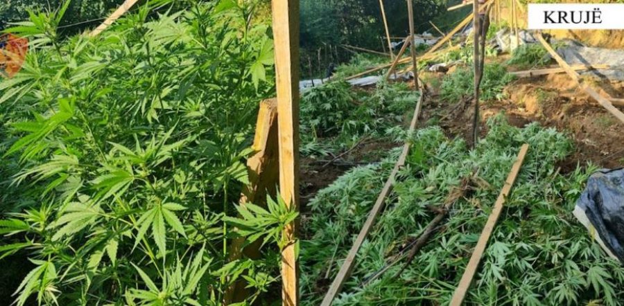 Gjenden 742 bimë kanabis të kultivuara në Malësinë e Krujës, arrestohet 32-vjeçari, në kërkim i vëllai