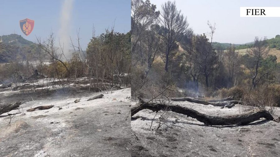 Zjarri në Peshtan, arrestohet 28-vjeçari: I vuri flakën pyllit për hapjen e kullotave