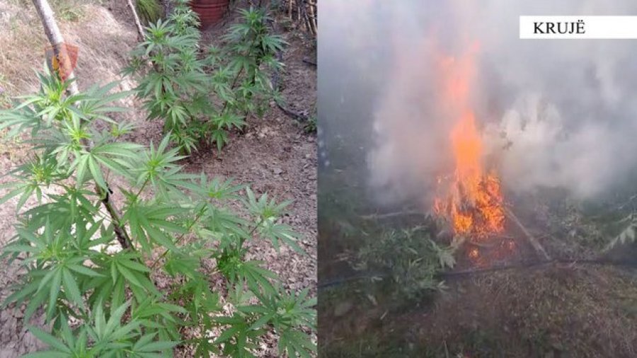 Digjen 609 bimë narkotike kanabis të kultivuara në malësinë e Krujës