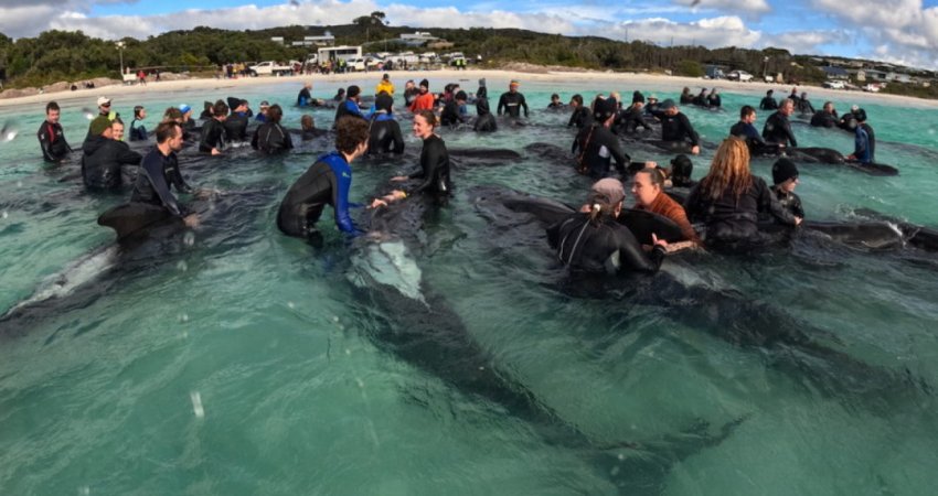 50 delfinë të ngordhur në det në Australi, 'luftë' për shpëtimin e 400 të tjerëve