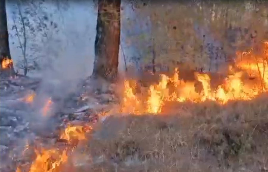 VIDEO/ Fier, vazhdon djegia e pyjeve në Peshtan dhe Kreshpan