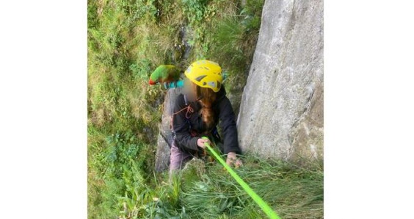 Gruaja që përpiqet të shpëtojë papagallin, bllokohet në shkëmb 