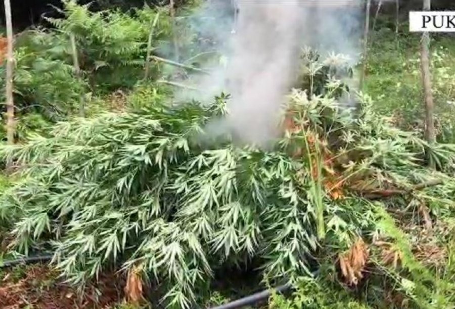 Asgjësohen 11609 bimë narkotike në Shkodër, Vaun e Dejës dhe Pukë, një i arrestuar