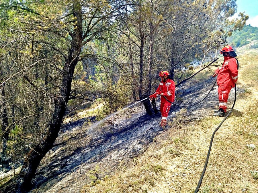 Zjarret në Fier përshkuan 220 ha pyje me pisha, nis verifikimi i dëmeve