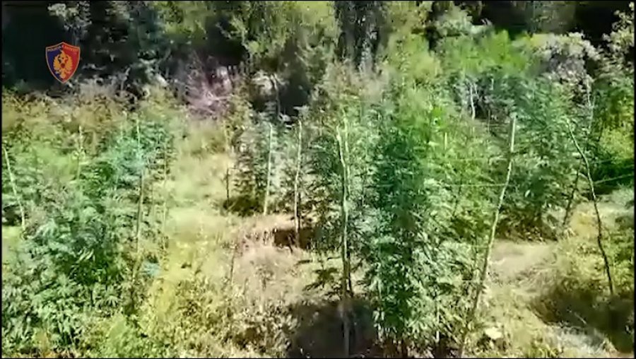 Asgjësohen 810 bimë narkotike në Vaun e Dejës