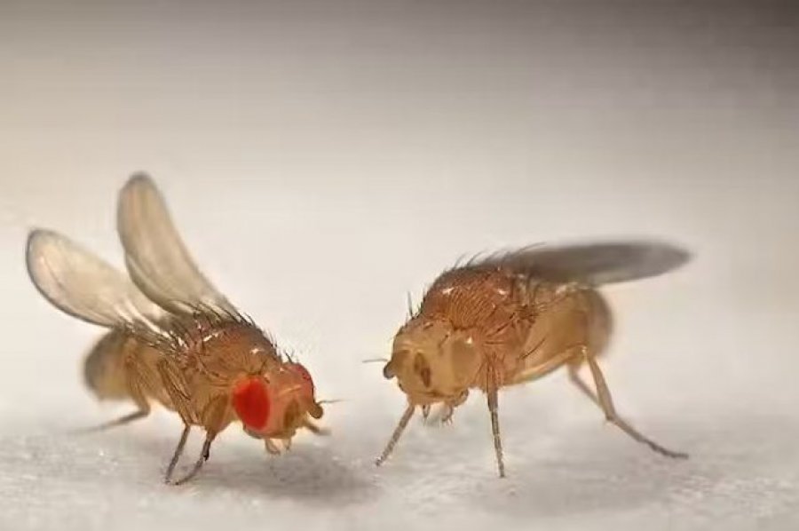 Shkencëtarët zbulojnë sekretin e lindjes së virgjër te një insekt