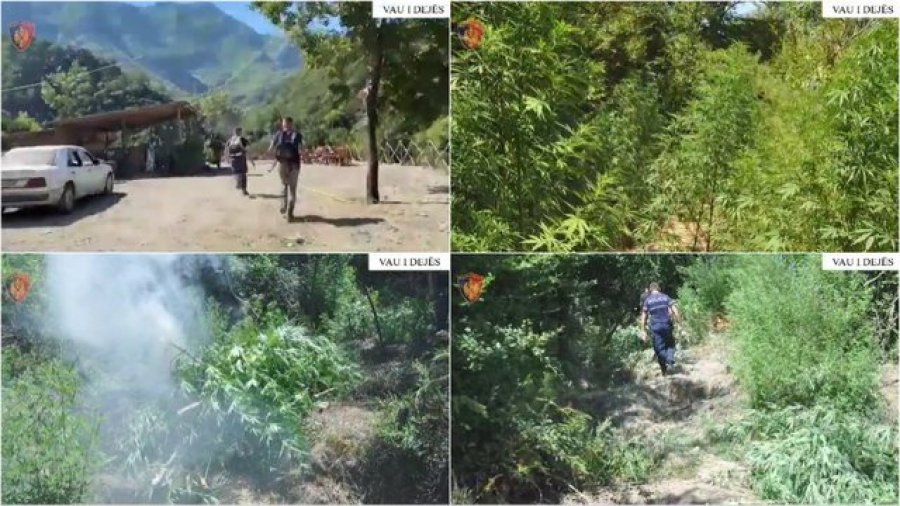 Asgjësohen 203 bimë kanabis në Vaun e Dejës, në pranga kryetari i fshatit Palaj