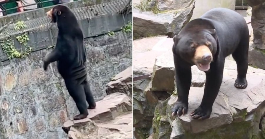 ‘Arinjtë tanë janë të vërtetë, jo njerëz të maskuar’ thotë kopshti zoologjik kinez