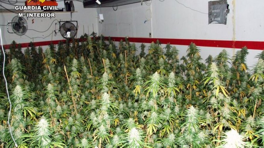 Kapet në një plantacion droge në Spanjë, arrestohet 38-vjeçari shqiptar, sekuestrohen 8000 bimë marijuanë