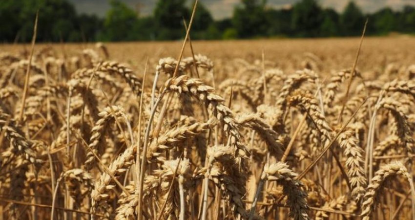A do të ketë mjaftueshëm grurë Kosova sivjet?