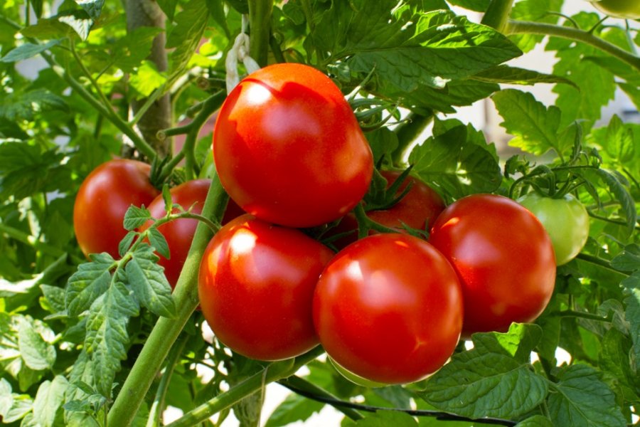 Kosova pranon domatet nga Shqipëria: Janë brenda parametrave të lejuar për konsum