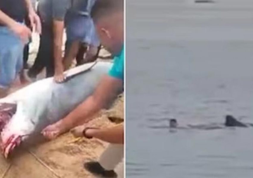 Egjipt: Eshtrat e 23-vjeçarit rus u gjetën në barkun e peshkaqenit që e përpiu VIDEO