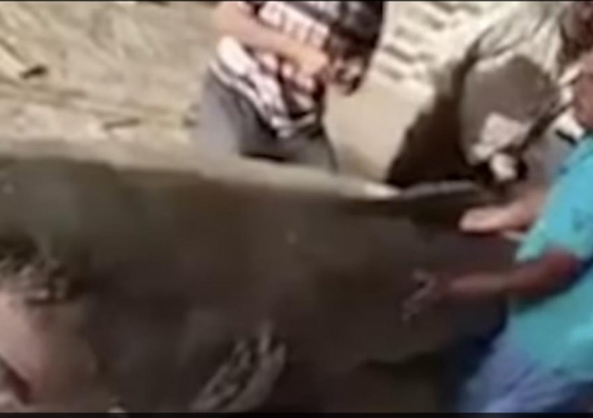 VIDEO/ Egjipti fillon punën për mumifikimin e peshkaqenit që gllabëroi turistin rus