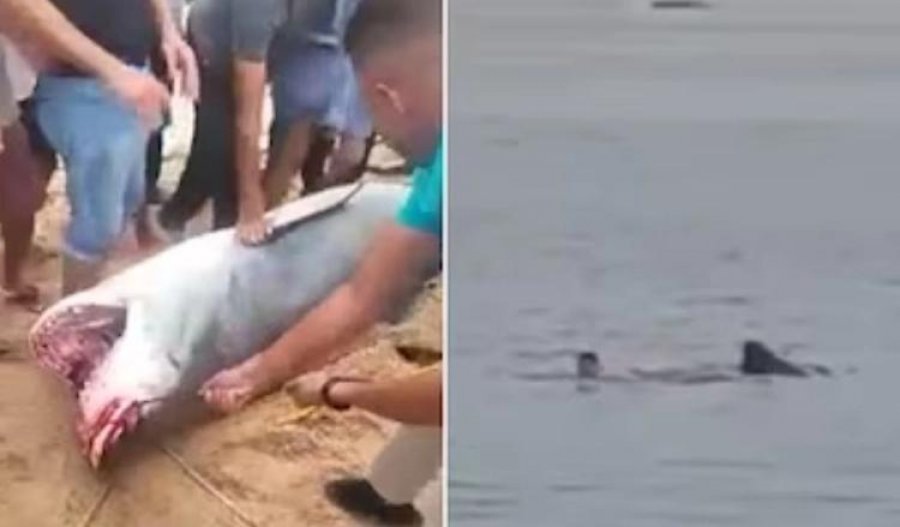 Egjipt: Eshtrat e 23-vjeçarit rus u gjetën në barkun e peshkaqenit që e përpiu VIDEO