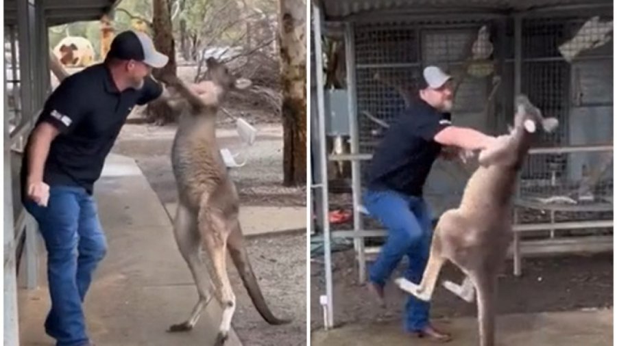 VIDEO/ Momenti kur turisti amerikan përleshet me një kangur në Australi