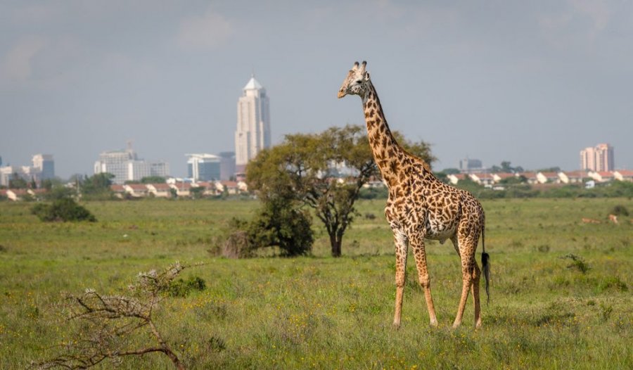 FOTO/ Parajsa e Nairobit: Si përfitojnë luanët, gjirafat dhe njerëzit nga parku më unik në botë