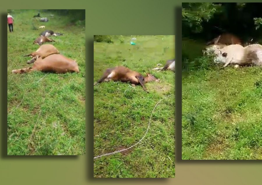 Energjia elektrike i vret lopët, dëme prej miliona lëkësh për fermerin në Mirditë