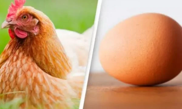Shkenca duket se ‘ka zbuluar’ cila lindi e para, pula apo veza