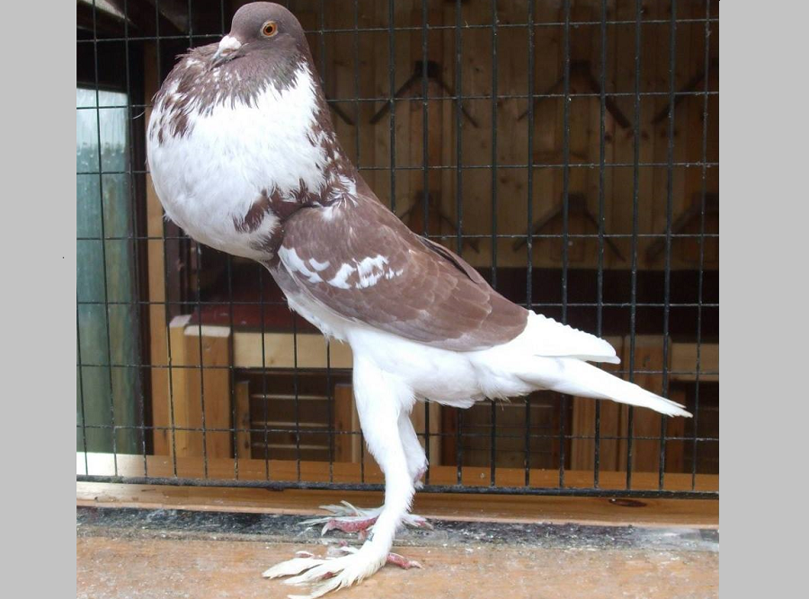 Pëllumbi mutant me gjoks të fryrë dhe këmbë të gjata turbullon internetin