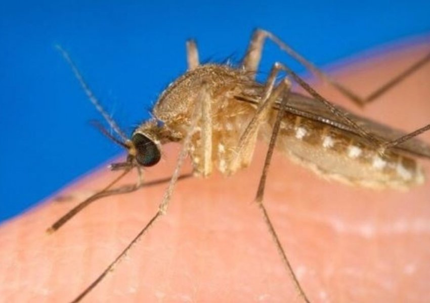 ECDC jep alarmin për mushkonjat: I nxehti do të shtojë vdekjet dhe të prekurit nga virusi i Nilit