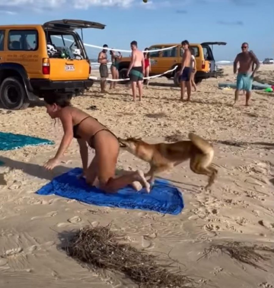 VIDEO/ O Zot! Dingo kafshon turisten që po bënte plazh në Australi