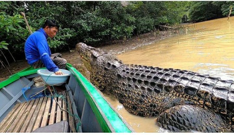 Peshkatari krijon lidhje prekëse me krokodilin 4 metra të gjatë