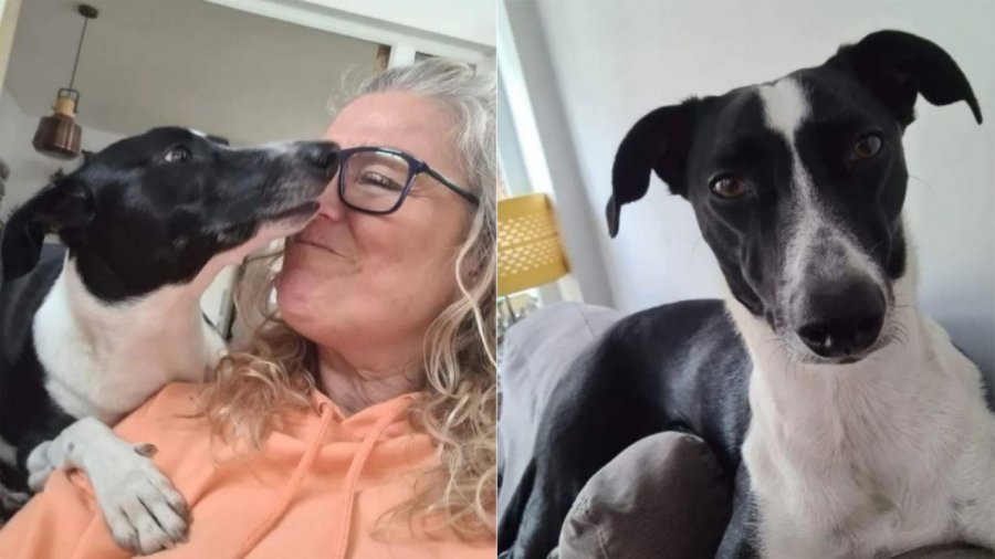 Si e zbuloi 55-vjeçarja që ishte me kancer falë qenit, veprimi i tij i papritur i shpëtoi jetën
