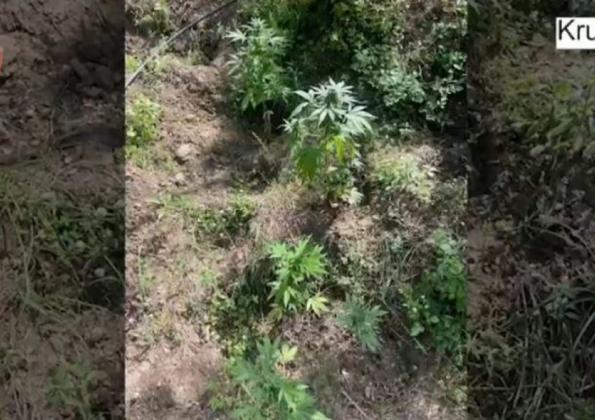‘Territor i pastër’/ Zbulohet sërish drogë në zonën e Krujës, asgjësohen 362 bimë kanabisi