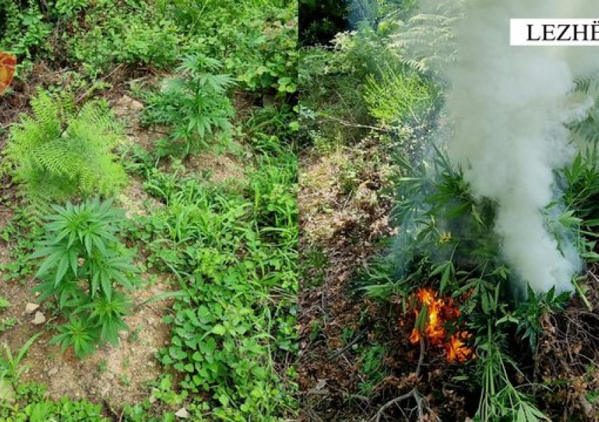 Asgjësohen nëpërmjet djegies, 1213 bimë narkotike cannabis sativa në 4 fshatra të Lezhës