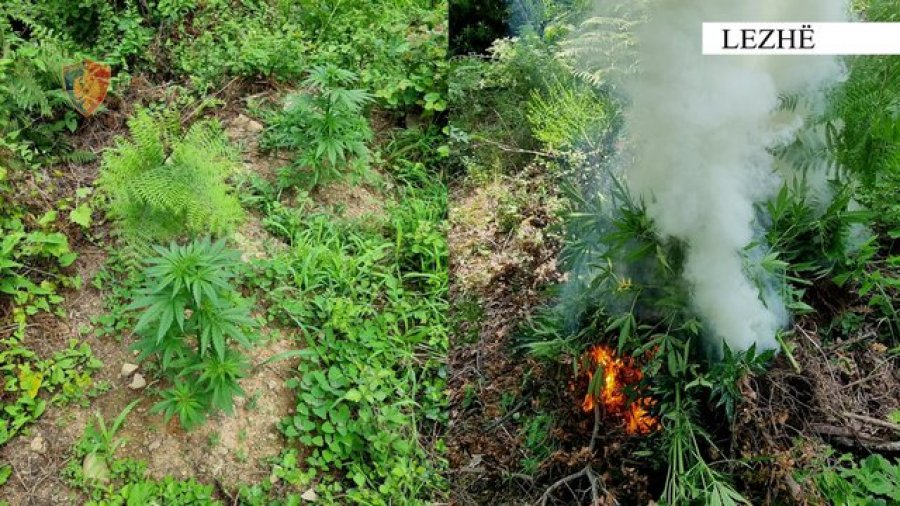 Asgjësohen nëpërmjet djegies, 1213 bimë narkotike cannabis sativa në 4 fshatra të Lezhës