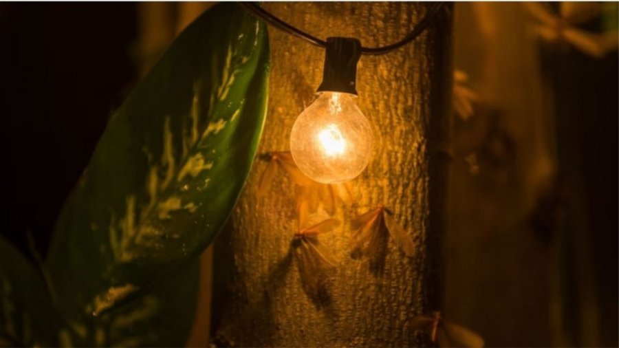 Pse insektet tërhiqen nga drita artificiale gjatë natës?