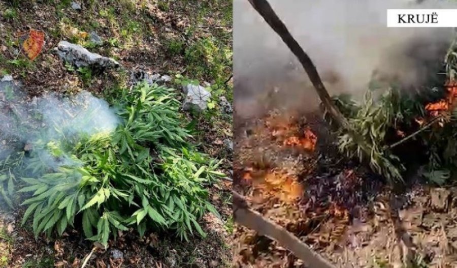 Asgjesohen rreth 1500 bimë kanabis në Krujë, nuk dihen autorët