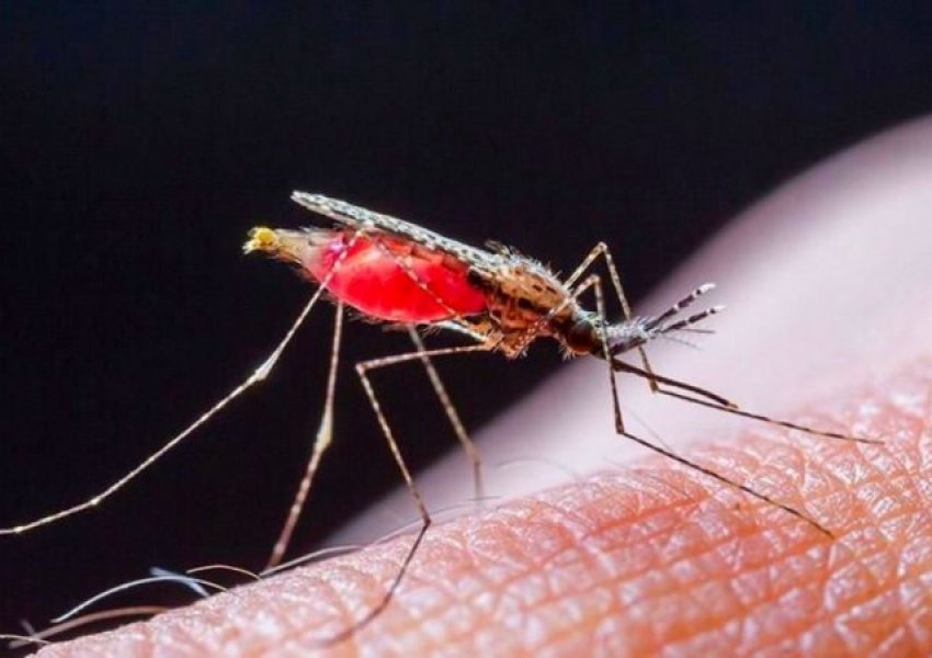 SHBA raporton rastet e para të malaries në dekada