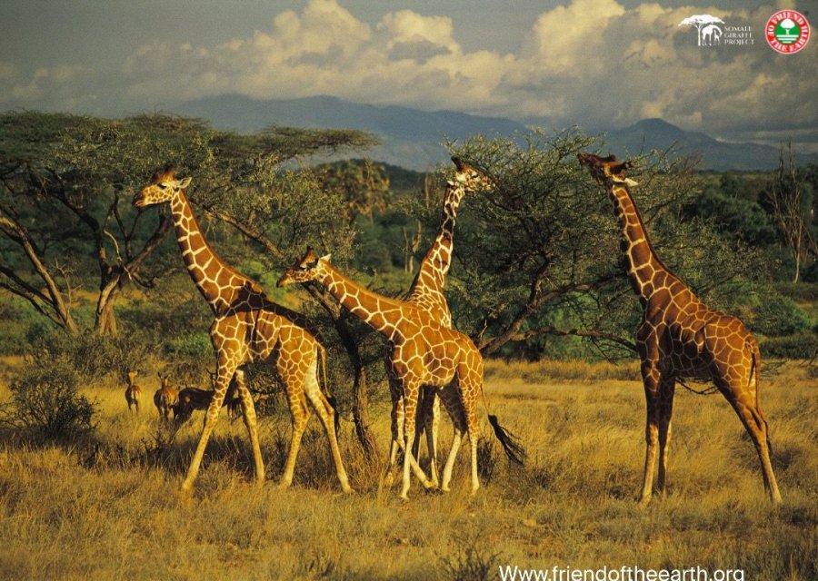 Projekti i 'Friend of the Earth' & 'Somali Giraffe', si do shpëtohen gjirafat nga zhdukja